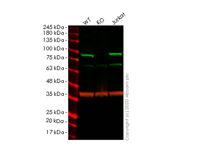 Western blot - Human PFKP knockout HeLa cell lysate (AB257580)