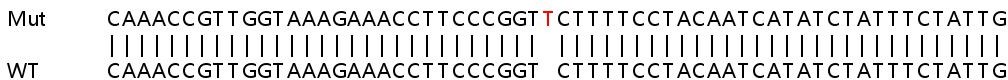 Sanger Sequencing - Human PFN2 (Profilin 2) knockout HeLa cell lysate (AB258108), expandable thumbnail
