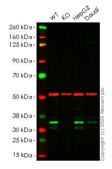 Western blot - Human PGAM5 knockout HeLa cell line (AB265141)