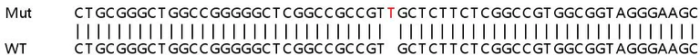 Sanger Sequencing - Human PGAM5 knockout HeLa cell lysate (AB257581)