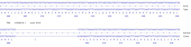 Next Generation Sequencing - Human PGR knockout A549 cell line (AB287696)