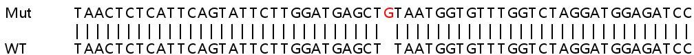 Sanger Sequencing - Human PGR (Progesterone Receptor) knockout HeLa cell lysate (AB257028), expandable thumbnail
