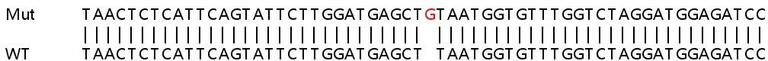 Sanger Sequencing - Human PGR (Progesterone Receptor) knockout HeLa cell lysate (AB257028)