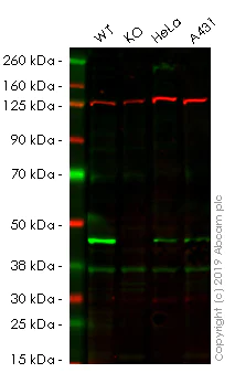Western blot - Human PHF6 (PHD finger protein 6) knockout HEK-293 cell line (AB261722)