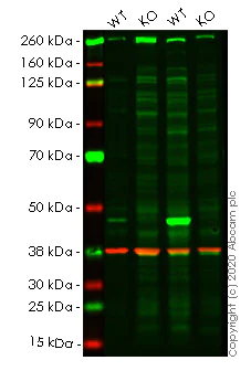 Western blot - Human PHF6 (PHD finger protein 6) knockout HeLa cell lysate (AB258110)
