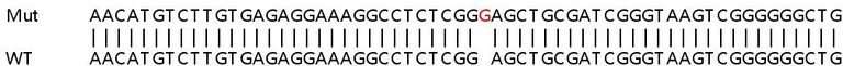Sanger Sequencing - Human PHIP knockout HeLa cell lysate (AB259039)