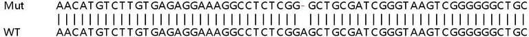 Sanger Sequencing - Human PHIP knockout HeLa cell lysate (AB259039)