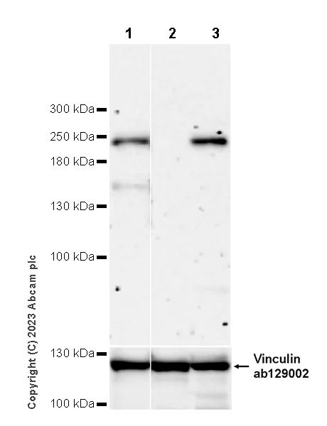 Western blot - Human PHIP knockout HeLa cell lysate (AB259039)