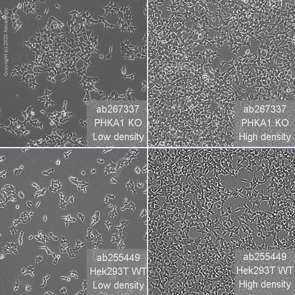 Cell Culture - Human PHKA1 knockout HEK-293T cell line (AB267337)