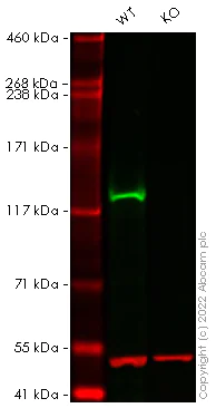 Western blot - Human PHKA1 knockout HEK-293T cell lysate (AB258111)