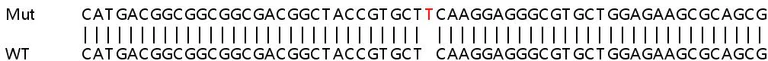 Sanger Sequencing - Human PHLDA3 knockout HeLa cell lysate (AB258579)