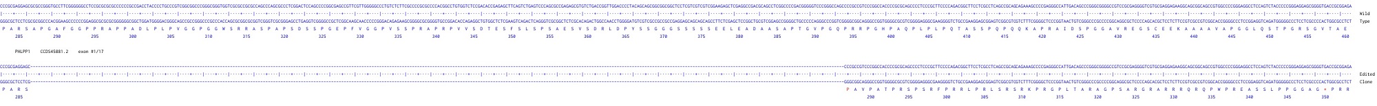 Human PHLPP1 knockout A549 cell line