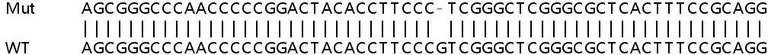 Sanger Sequencing - Human PI4K2A knockout HeLa cell line (AB265820)
