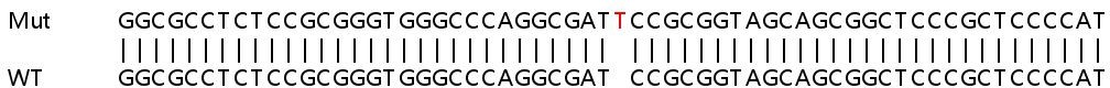 Sanger Sequencing - Human PI4K2B knockout HeLa cell line (AB264683)