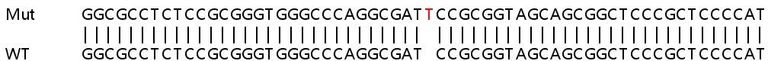 Sanger Sequencing - Human PI4K2B knockout HeLa cell lysate (AB258581)