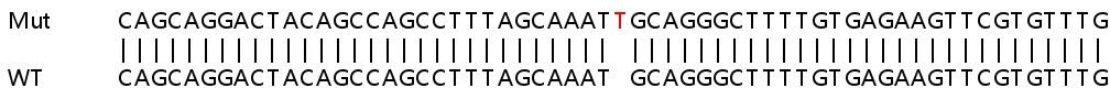 Sanger Sequencing - Human PIAS1 knockout HeLa cell line (AB264915), expandable thumbnail