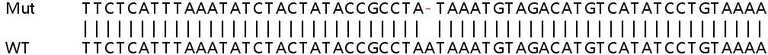 Sanger Sequencing - Human PICALM knockout HeLa cell line (AB265653)