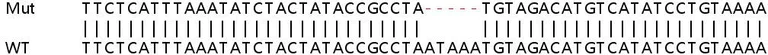 Sanger Sequencing - Human PICALM knockout HeLa cell line (AB265653)