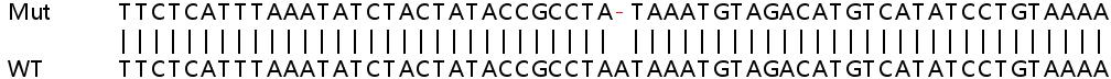 Sanger Sequencing - Human PICALM knockout HeLa cell lysate (AB258113), expandable thumbnail
