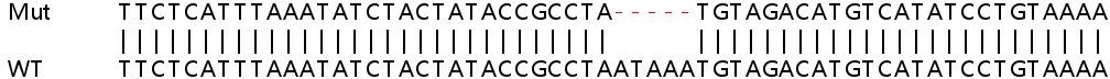 Sanger Sequencing - Human PICALM knockout HeLa cell lysate (AB258113), expandable thumbnail