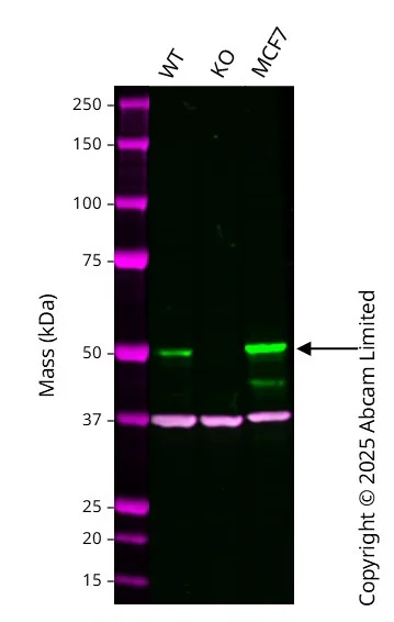 Western blot - Human PICK1 knockout U-87 MG cell line (AB326021)