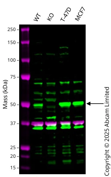 Western blot - Human PICK1 knockout U-87 MG cell line (AB326021)