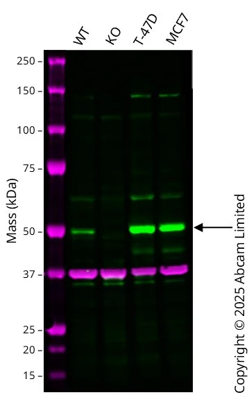 Western blot - Human PICK1 knockout U-87 MG cell line (AB326021)