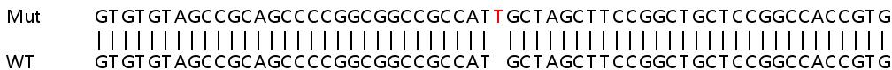 Sanger Sequencing - Human PIGS knockout HeLa cell line (AB265023), expandable thumbnail