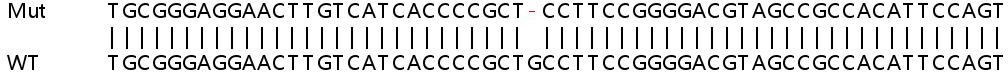 Human PIGT knockout HEK-293T cell line