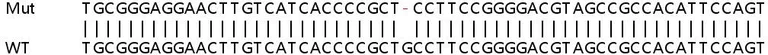 Sanger Sequencing - Human PIGT knockout HEK-293T cell lysate (AB263295)