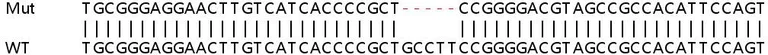 Sanger Sequencing - Human PIGT knockout HEK-293T cell lysate (AB263295)