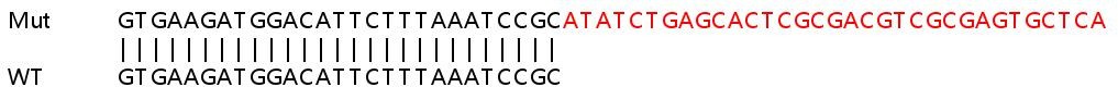 Sanger Sequencing - Human PIK3C2A (PI 3 Kinase Class 2A/Cpk) knockout HeLa cell lysate (AB259040), expandable thumbnail
