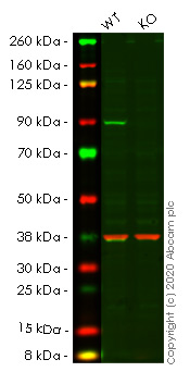 Human PIK3R1 (PI 3 Kinase p85 alpha) knockout HeLa cell line