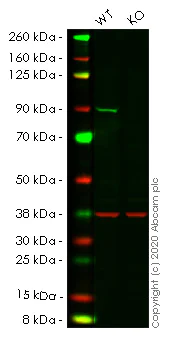 Western blot - Human PIK3R1 (PI 3 Kinase p85 alpha) knockout HeLa cell line (AB265116)
