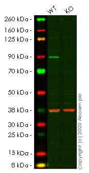 Western blot - Human PIK3R1 (PI 3 Kinase p85 alpha) knockout HeLa cell lysate (AB257029)