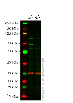 Western blot - Human PIK3R2 (PI 3 Kinase p85 beta) knockout HEK-293T cell line (AB266799)