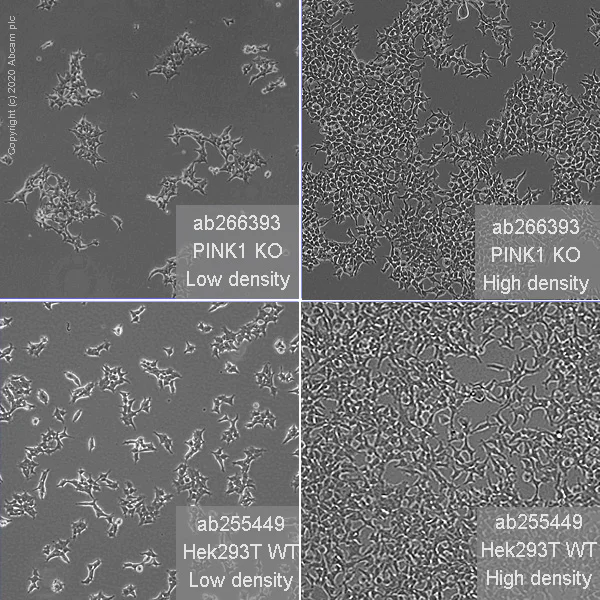 Cell Culture - Human PINK1 knockout HEK-293T cell line (AB266393)
