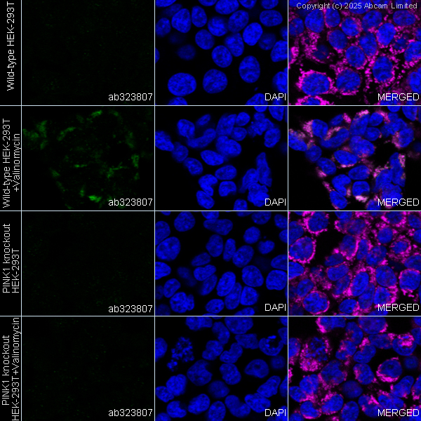 Immunocytochemistry/ Immunofluorescence - Human PINK1 knockout HEK-293T cell line (AB266393), expandable thumbnail