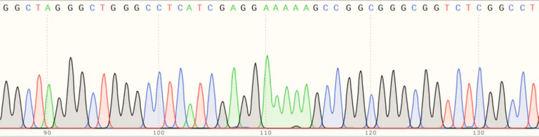 Sanger Sequencing - Human PINK1 knockout HEK-293T cell line (AB266393)