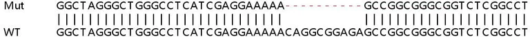 Sanger Sequencing - Human PINK1 knockout HEK-293T cell line (AB266393)