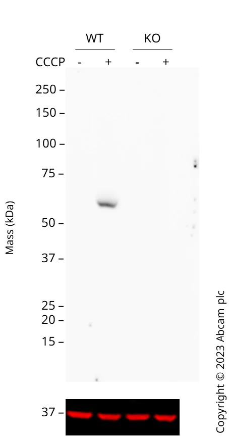 Western blot - Human PINK1 knockout HEK-293T cell line (AB266393)