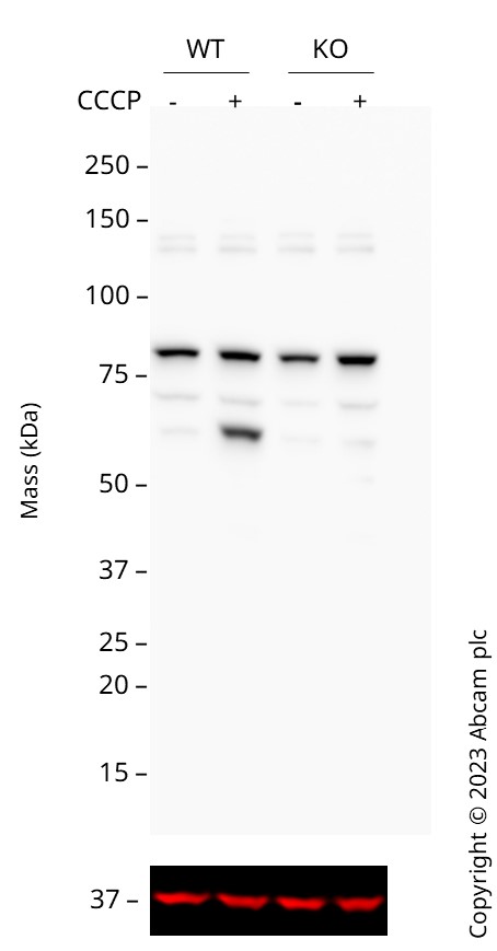 Western blot - Human PINK1 knockout HEK-293T cell line (AB266393), expandable thumbnail