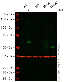 Western blot - Human PINK1 knockout HEK-293T cell line (AB266393)