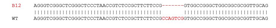 Sanger Sequencing - Human PINK1 knockout SH-SY5Y cell line (AB280876), expandable thumbnail