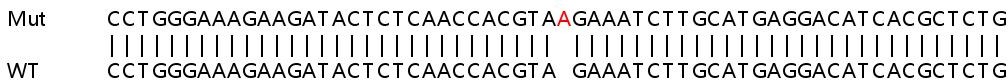 Sanger Sequencing - Human PIP5K1A knockout HEK-293T cell lysate (AB263298)