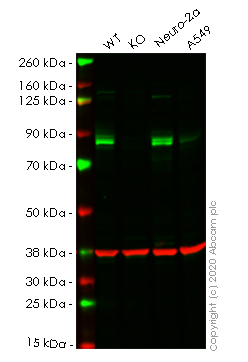Western blot - Human PIP5K1C knockout HeLa cell line (AB265545)