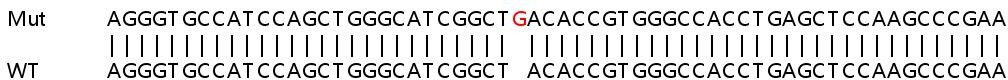 Sanger Sequencing - Human PIP5K1C knockout HeLa cell lysate (AB258117), expandable thumbnail