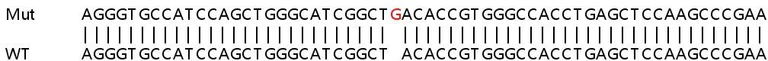 Sanger Sequencing - Human PIP5K1C knockout HeLa cell lysate (AB258117)