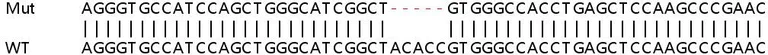 Sanger Sequencing - Human PIP5K1C knockout HeLa cell lysate (AB258117)
