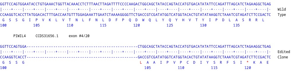 Next Generation Sequencing - Human PIWIL4 knockout MCF7 cell line (AB289393), expandable thumbnail